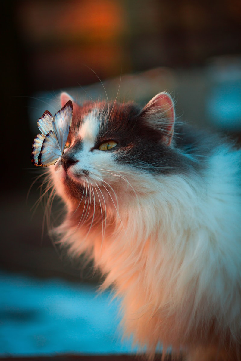 Cat eating