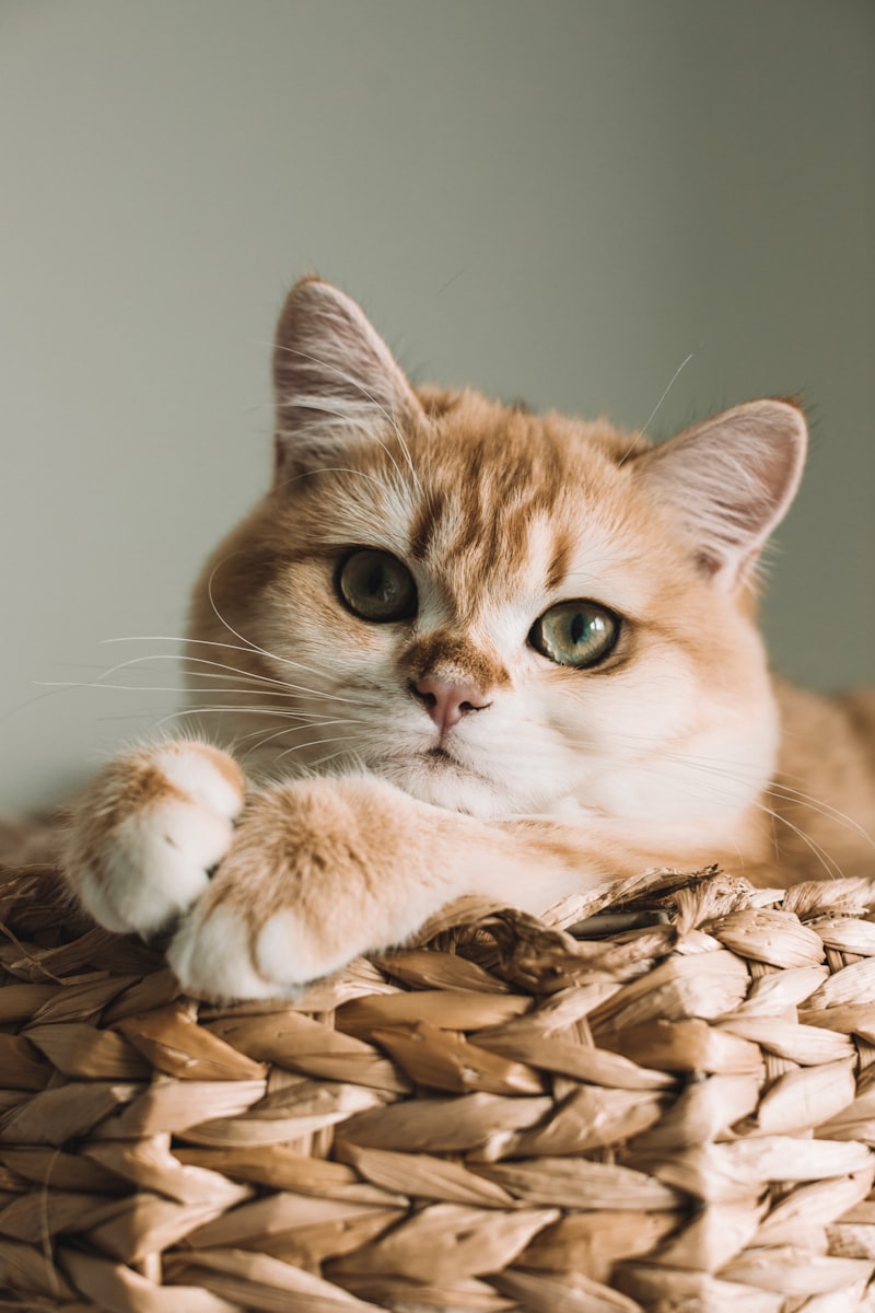 Cat litter box